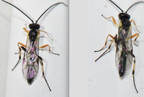 Réf. 295 049 : Campopleginae inconnu